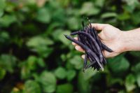 Kaboompics - Freshly Harvested Purple Beans Held Above a Vegetable Garden