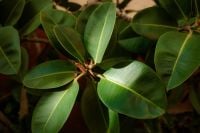 Kaboompics - Glossy Green Leaves in Warm Light