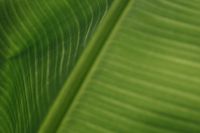 Kaboompics - Banana Green Leaf Backgrounds