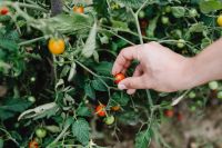 Kaboompics - Hand Picking a Ripe Cherry Tomato from a Garden Vine