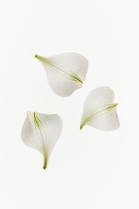 Kaboompics - Three Detached White Flower Petals Scattered on a Bright Background with Copy Space