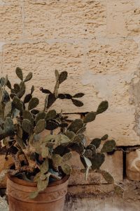 Kaboompics - Cactus Plants Growing beside a Rustic Stone Wall