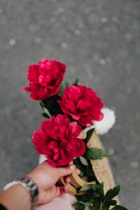 Blooming red peonies