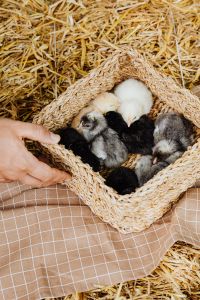 Kaboompics - Baby Chicks in a Woven Basket on Straw