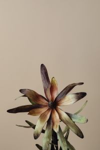 Kaboompics - Dried Brown Flower With Long Petals