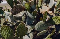 Kaboompics - Wide Prickly Pear Cactus Garden with Layered Green Pads and Spines, Mediterranean Outdoor Plant Photo