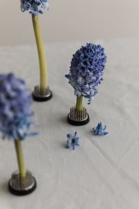 Kaboompics - Blue Hyacinth Flowers in Kenzan with Foreground Blur