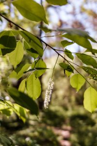 Kaboompics - Sunlit Woodland Branch with Hanging White Flowers