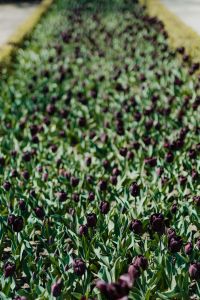 Kaboompics - Detailed Black Tulip Petals in a Spring Garden