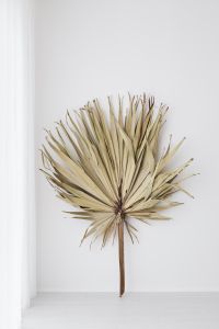 Dried Palm Leaf Still Life for Neutral Decor and Minimalist Backgrounds
