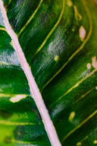 Kaboompics - Aglaonema leaf