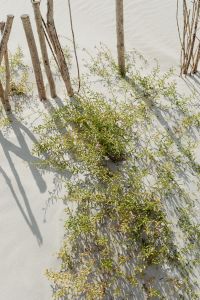 Kaboompics - Sunlit Coastal Shrub and Branch Shadows on Pale Sand Background