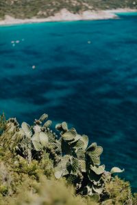 Kaboompics - Soft-Focus Blue Sea Background with Prickly Pear Cactus at the Bottom