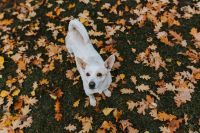 Kaboompics - Autumn walk with dogs