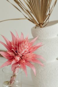 Kaboompics - Bromeliad Leaves and Pink Flower Close-Up