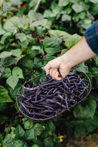 Kaboompics - Purple Bean Harvest Held Over Garden Foliage