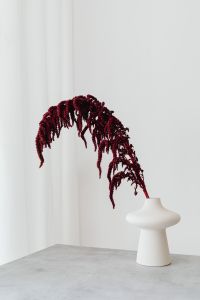 Kaboompics - Red Amaranthus Close-Up