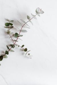 Kaboompics - Eucalyptus