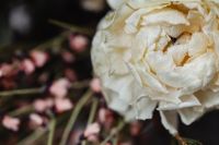 Kaboompics - Dried White Flower Head with Soft Pink Blooms in Background, Macro Floral Detail