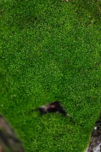 Kaboompics - Dense Green Moss Texture with Soft Focus for Nature-Inspired Background and Eco Design