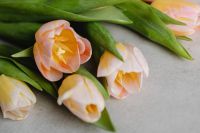 Kaboompics - Close-Up of Pastel Tulip Petals and Green Leaves for Botanical Backgrounds
