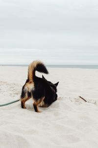 Kaboompics - Black and Tan Dog Digging into Beach Sand with Tail Raised, Playful Coastal Pet Photo