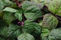 Kaboompics - Purple Bean Leaves and Small Blossoms in the Garden