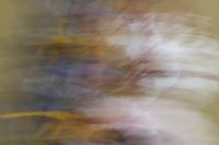 Kaboompics - Motion-Blurred Flowers in Abstract Soft Focus