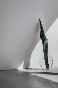 Kaboompics - Minimal Agave Arrangement Against White Wall With Dramatic Side Light