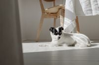 Kaboompics - Small Dog Resting by Wooden Chair in Sunlit Room