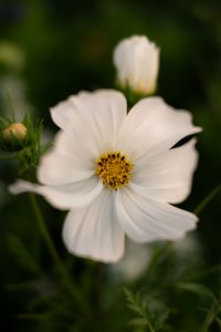 Kaboompics - White Cosmos Flower Portrait