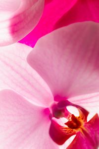Kaboompics - Abstract Orchid Petal Texture In Soft Pink Tones