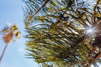 Kaboompics - Sunlight Glinting through Fine Tree Branches against a Clear Blue Sky