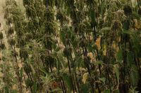 Kaboompics - Tall Green Seed Heads and Wild Plants in a Soft Natural Background