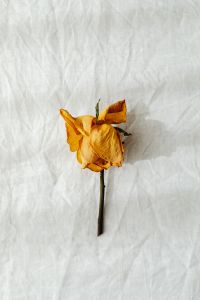 Lone Dried Rose on White Linen for Neutral Floral Background Design