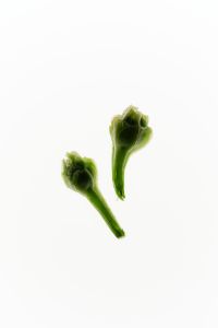 Kaboompics - Two Green Flower Buds on Stems Isolated on White, Botanical Background