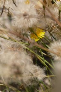 Kaboompics - Dreamy Coastal Flora in Summer Light