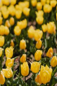Kaboompics - Golden Yellow Tulip Stems Rising in Botanical Garden Light