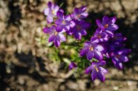 Kaboompics - Purple crocuses blooming in spring