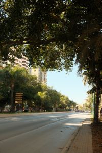 Kaboompics - Tree-Lined Malaga Boulevard