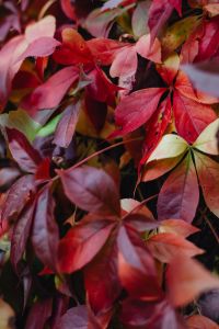 Kaboompics - Close-Up of Pink and Crimson Fall Leaves