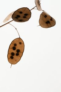 Kaboompics - Translucent Lunaria Seed Pods Minimal Botanical Composition