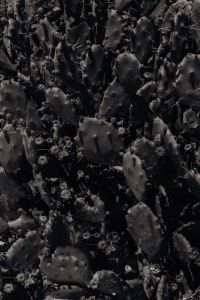 Kaboompics - Monochrome Prickly Pear Cactus Texture