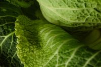 Kaboompics - Fresh Savoy Cabbage Leaves in Close-Up, Green Food Background