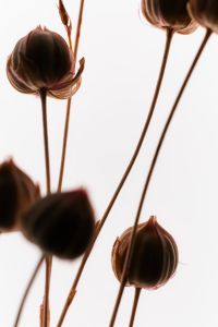 Kaboompics - Soft Focus Dried Seed Pods With Minimal Botanical Background