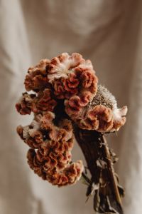 Kaboompics - Rust and Cream Dried Flower Bouquet Detail