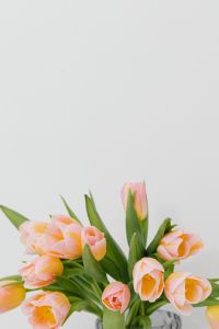 Kaboompics - Tulips Framing the Lower Edge of a Pale Background for Spring Greeting Cards