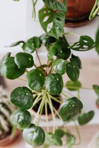 Kaboompics - Chinese Money Plant With Fresh Circular Foliage