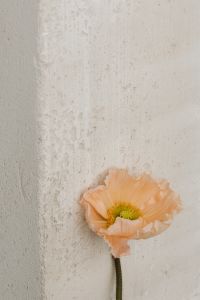 Kaboompics - Abstract Floral Detail against a Soft White Backdrop