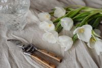 Kaboompics - Diagonal White Tulip Bouquet with Glass Vase and Pruning Shears on Linen